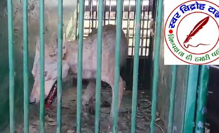 5 वां खूनी भेड़िया पकड़ा गया !