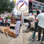 घायल गौमाता को इलाज हेतु मथुरा पहुंचाया !
