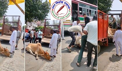 घायल गौमाता को इलाज हेतु मथुरा पहुंचाया !