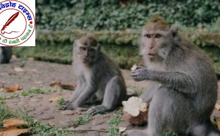 लगभग पचास आतंकी बंदरो को पकड़कर भेजा रानीबाग !