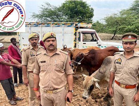 थाना सिंधौरा पुलिस टीम ने एक पिकअप पर लदी 05 राशि गोवंश को किया बरामद !