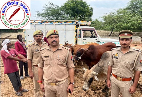 थाना सिंधौरा पुलिस टीम ने एक पिकअप पर लदी 05 राशि गोवंश को किया बरामद !