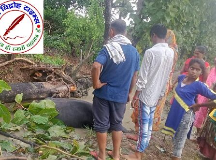 तेज बारिश के दौरान भैंस पर गिरा पेड़ हुई मौत !