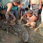 गोविंदपुर टिकरिया गांव में पकड़ा गया 8 फीट का मगरमच्छ ! ग्रामीणों ने ली राहत की सांस !