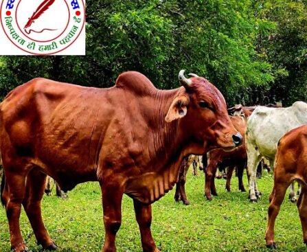 रैपालपुर गौशाला का भूसा खा गए जिम्मेदार, लाखों का घोटाला !