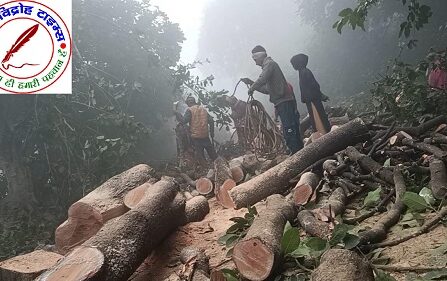 बिना परमिट हरे पेड़ों की अवैध कटाई, जिम्मेदार बने खामोश !