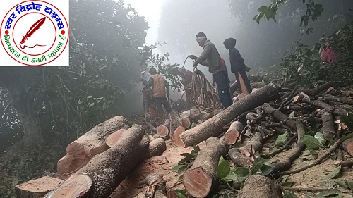 बिना परमिट हरे पेड़ों की अवैध कटाई, जिम्मेदार बने खामोश !