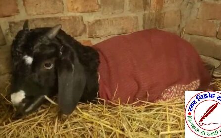 बकरी ने गाय के मृत बछड़े को दिया जन्म !