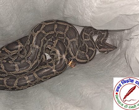 रात के अंधेरे में निकला विशाल अजगर ! ग्रामीणों ने पकड़कर, वनरक्षक को सौंपा !