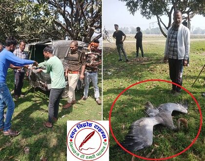 घायल सारस को सभासद ने वनविभाग को सौंपा !