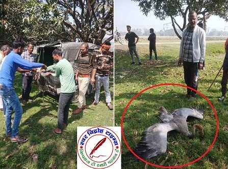 घायल सारस को सभासद ने वनविभाग को सौंपा !
