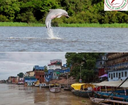 गंगा में बढ़ी डॉल्फिन की आबादी ! रंग लाई कोशिशें !