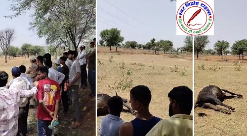 नंदी महाराज की मृत्यु पर पहुंची राष्ट्रीय गौ रक्षक सेना टीम !