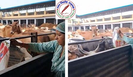 जिला मीडिया प्रभारी गौशाला जाकर गौमाता की सेवा को हाजिर !