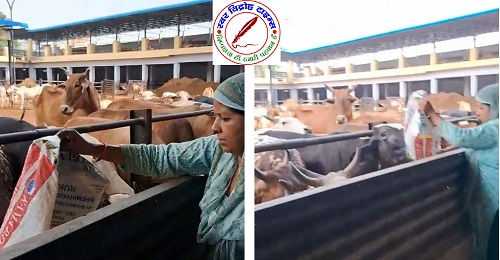 जिला मीडिया प्रभारी गौशाला जाकर गौमाता की सेवा को हाजिर !