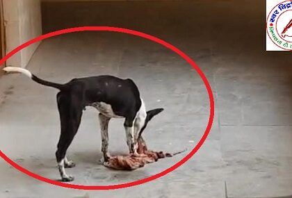 अस्पताल परिसर में कुत्ते के द्वारा नोचता दिखा प्रसव अवशेष !