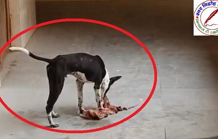 अस्पताल परिसर में कुत्ते के द्वारा नोचता दिखा प्रसव अवशेष !