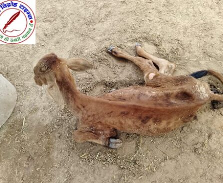 CM राजस्थान से की उचित कार्यवाही की मांग !