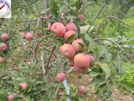 सड़क मार्ग बाधित, सेब गोदामों में फंसे सैकड़ों पेटी सेब, बागवानों की चिंता बढ़ी !