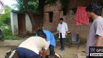 1962 मोबाइल वेटनरी यूनिट चारगांवा बनी गाय के लिए वरदान !