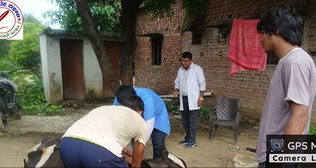 1962 मोबाइल वेटनरी यूनिट चारगांवा बनी गाय के लिए वरदान !