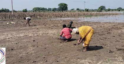 चुनार क्षेत्र सीखड़ विकास खंड में किसानों के उपर दोहरी मार !