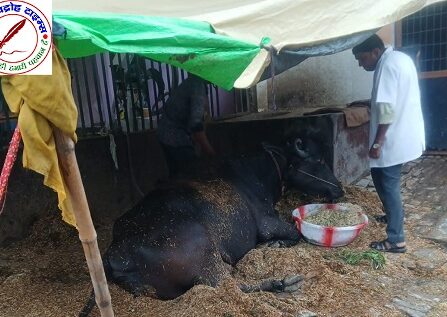 1962 मोबाइल बेटनरी यूनिट ने बचाई भैंस की जान !