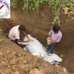 राष्ट्रीय गौरक्षक सेना के पदाधिकारियो ने किया गौ माता का संस्कार !