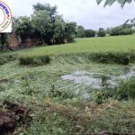 बिहार में धान और आलू फसलों को बारिश से हुआ भारी नुकसान !