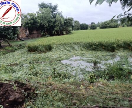 बिहार में धान और आलू फसलों को बारिश से हुआ भारी नुकसान !