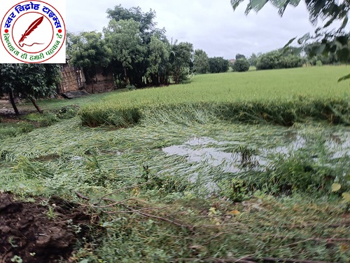 बिहार में धान और आलू फसलों को बारिश से हुआ भारी नुकसान !