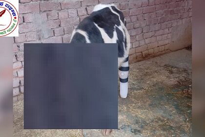 घायल गौ बछड़ा को 24 घन्टे बाद भी पशुपालन विभाग नहीं पहुंवा देखने ! महाबीर छपरा, के आगे डायवर्जन के पास अज्ञात वाहन से घायल गौ बछड़ा !