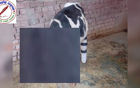 घायल गौ बछड़ा को 24 घन्टे बाद भी पशुपालन विभाग नहीं पहुंवा देखने ! महाबीर छपरा, के आगे डायवर्जन के पास अज्ञात वाहन से घायल गौ बछड़ा !