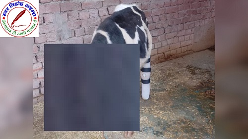 घायल गौ बछड़ा को 24 घन्टे बाद भी पशुपालन विभाग नहीं पहुंवा देखने ! महाबीर छपरा, के आगे डायवर्जन के पास अज्ञात वाहन से घायल गौ बछड़ा !