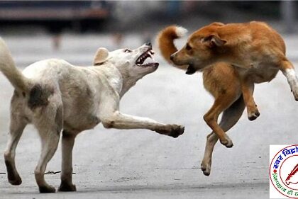 अलीगढ़ में आवारा कुत्तों का आतंक, 60 दिनों में 1300 लोग घायल !