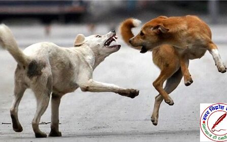 अलीगढ़ में आवारा कुत्तों का आतंक, 60 दिनों में 1300 लोग घायल !