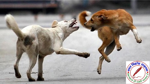 अलीगढ़ में आवारा कुत्तों का आतंक, 60 दिनों में 1300 लोग घायल !